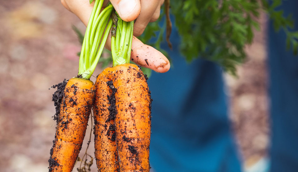Zanahorias cultivadas en huerto urbano
